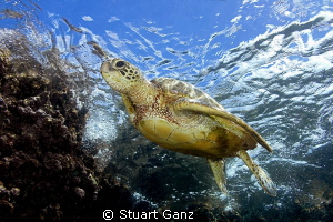 Green sea turtle at waters edge by Stuart Ganz 